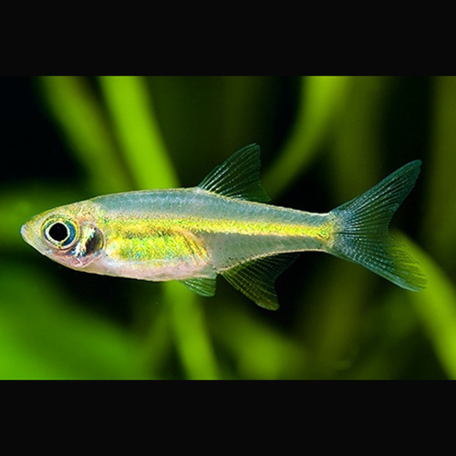 Microrasbora kubotai.jpeg