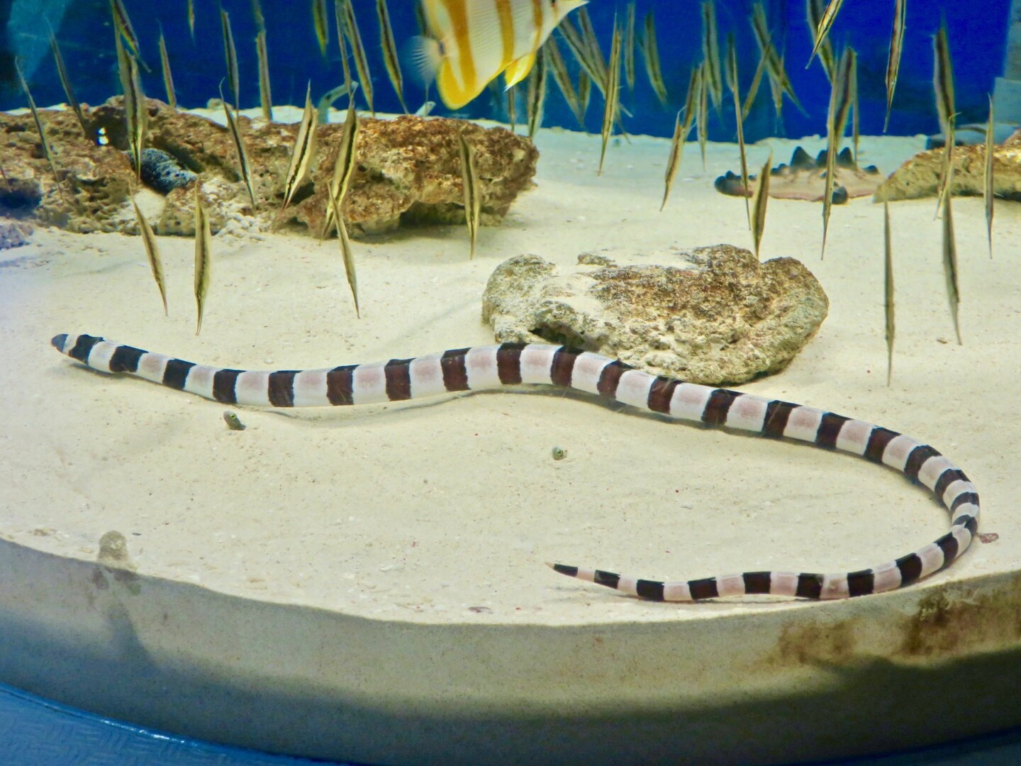 Myrichthys colubrinus.jpeg