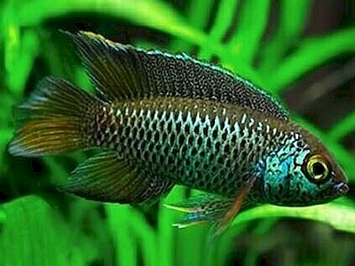 Nannacara anomala.jpeg