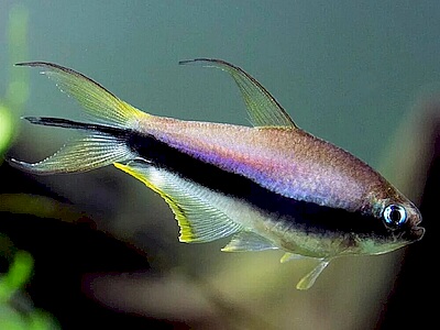 Nematobrycon palmeri.jpeg