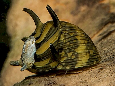 Neritina Snail Sun.jpeg Neritina Snail Sun.jpeg