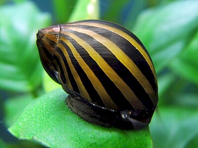 Neritina paralella.jpeg