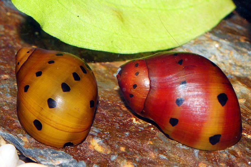 Neritina sp. spotted.jpeg