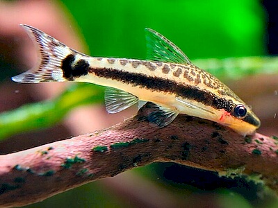 Otocinclus affinis.jpeg