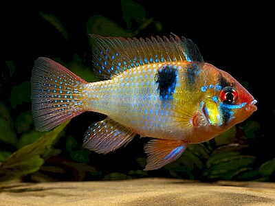 Papiliochromis ramirezi.jpeg