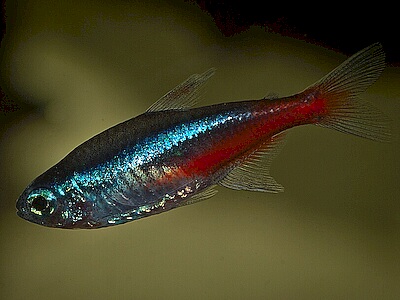 Paracheirodon innesi.jpeg