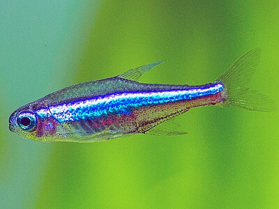 Paracheirodon simulans.jpeg