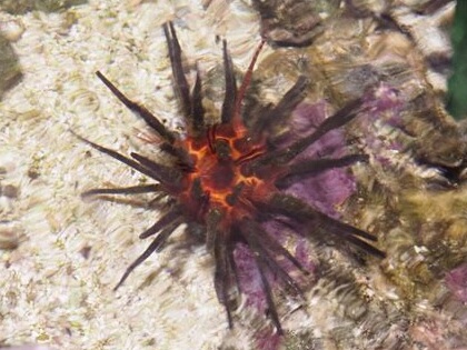 Phyllacanthus imperialis.jpeg