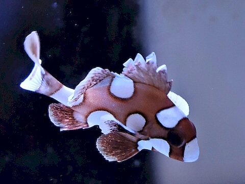 Plectorhinchus chaetodonoides.jpeg