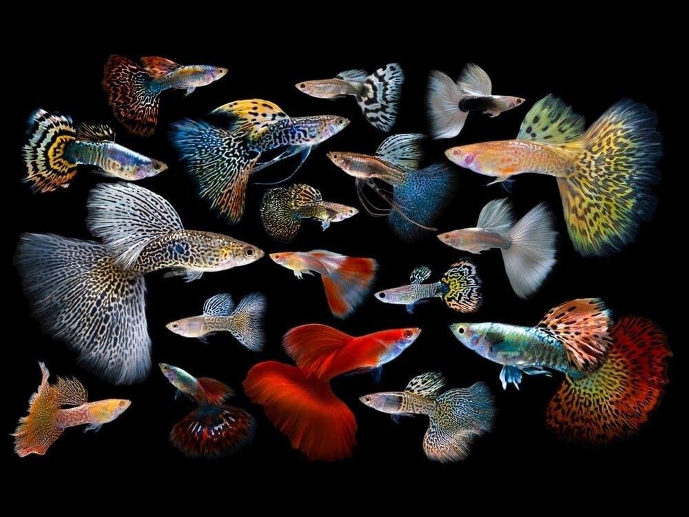 Poecilia reticulata.jpeg