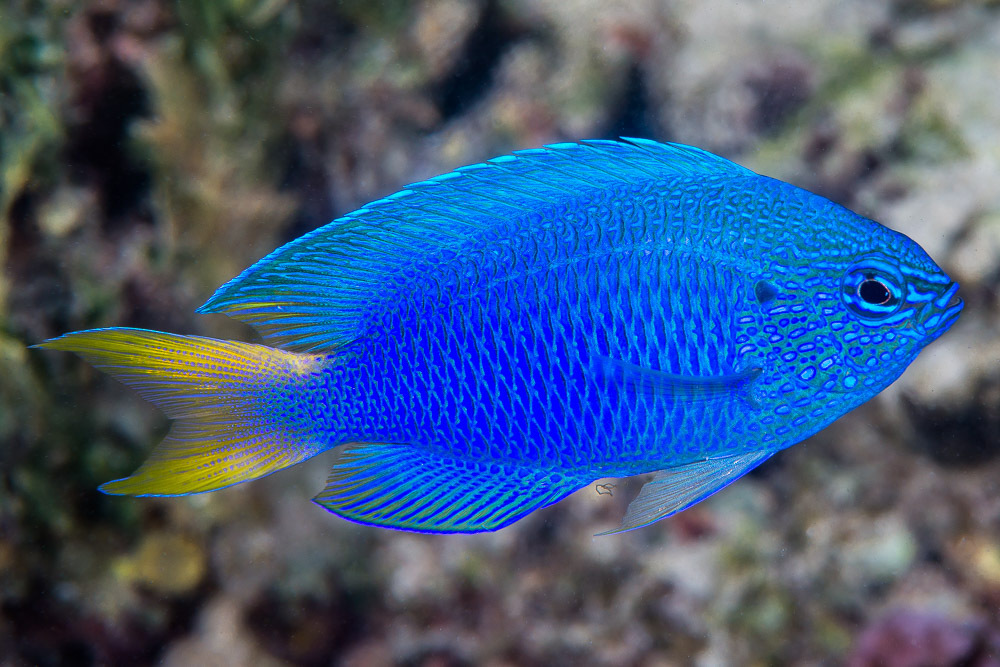 Pomacentrus pavo (2).jpeg