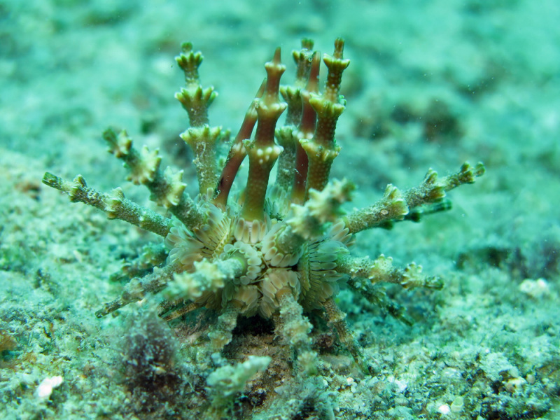 Prionocidaris verticillata.jpeg