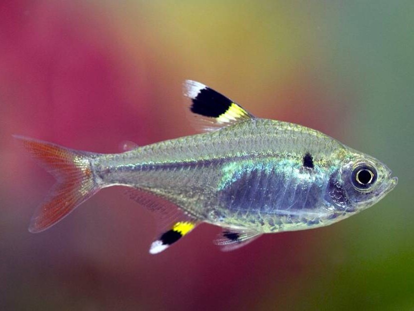 Pristella maxillaris riddlei.jpeg