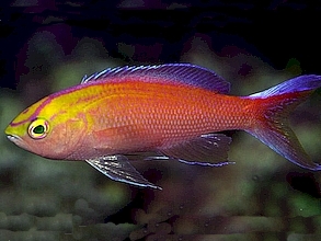 Pseudanthias parvirostris.jpeg