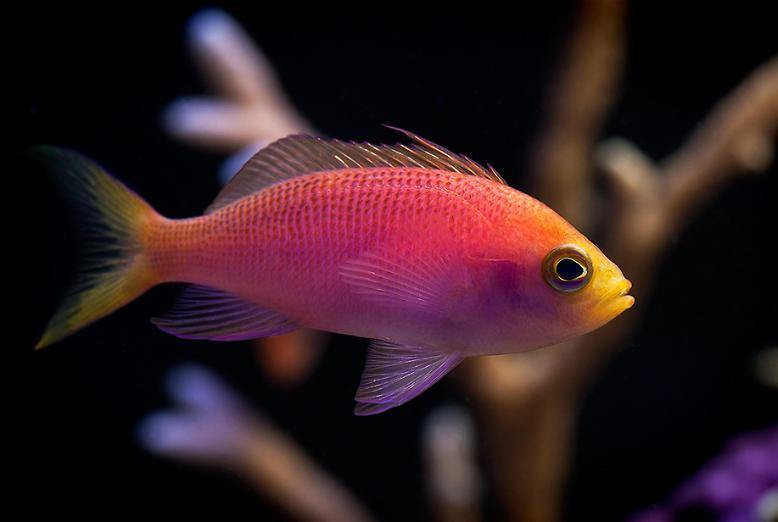 Pseudanthias pulcherrimus 03.jpeg