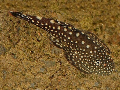 Pseudogastromyzon myersi.jpeg