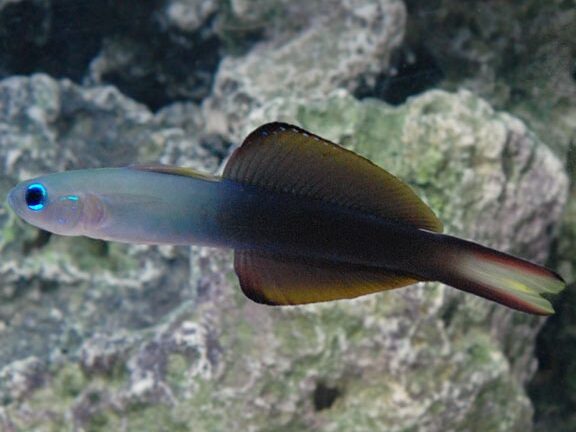 Ptereleotris evides.jpeg