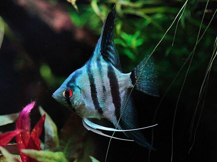 Pterophyllum scalare Blau.jpeg