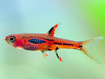 Rasbora brigittae.jpeg