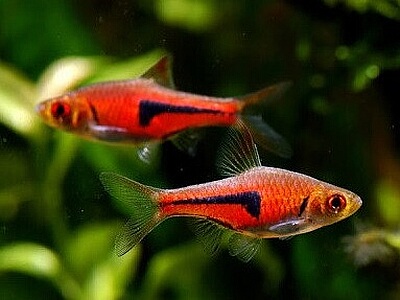 Rasbora espei.jpeg
