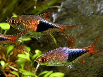 Rasbora heteromorpha.jpeg