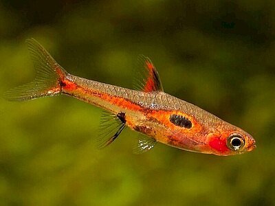 Rasbora maculata.jpeg