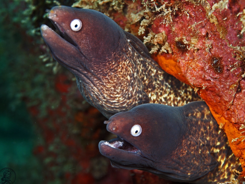 Sideria thyrsoidea.jpeg