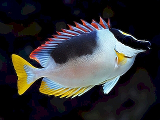 Siganus magnificus.jpeg