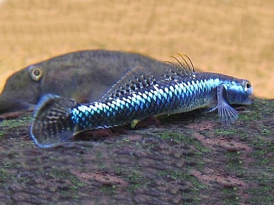Stiphodon sp. Undio Blue.jpeg