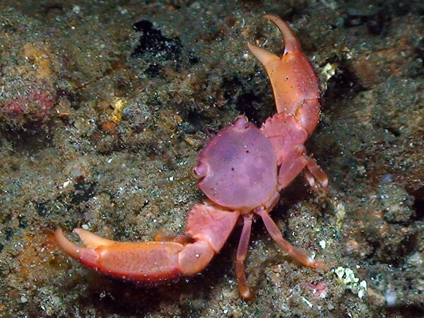 Trapezia cymodoce.jpeg