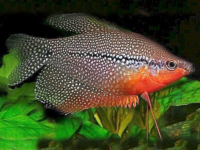 Trichogaster leeri.jpeg