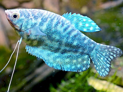 Trichogaster trichopterus Cosby.jpeg