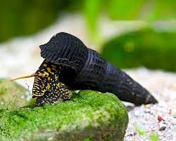 Tylomelania Yellow Spot.jpeg