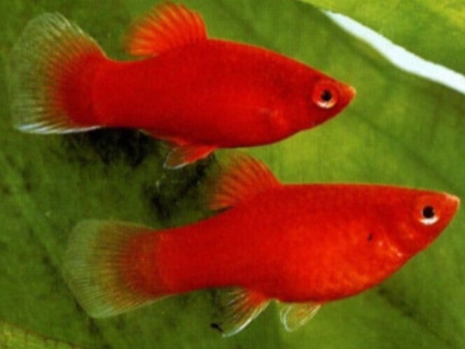 Xiphophorus maculatus Coral Red.jpeg
