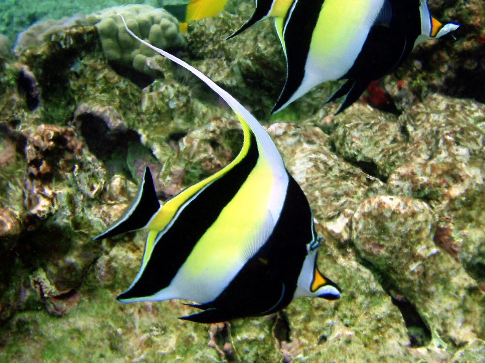 Zanclus cornutus 02.jpeg