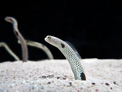 Heteroconger hassi.jpeg