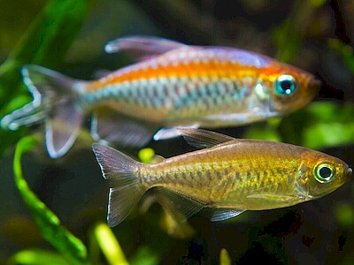 Phenacogrammus interruptus.jpeg