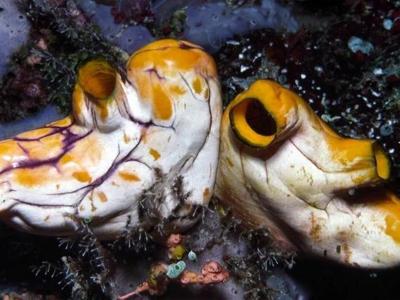 Polycarpa aurata.jpeg