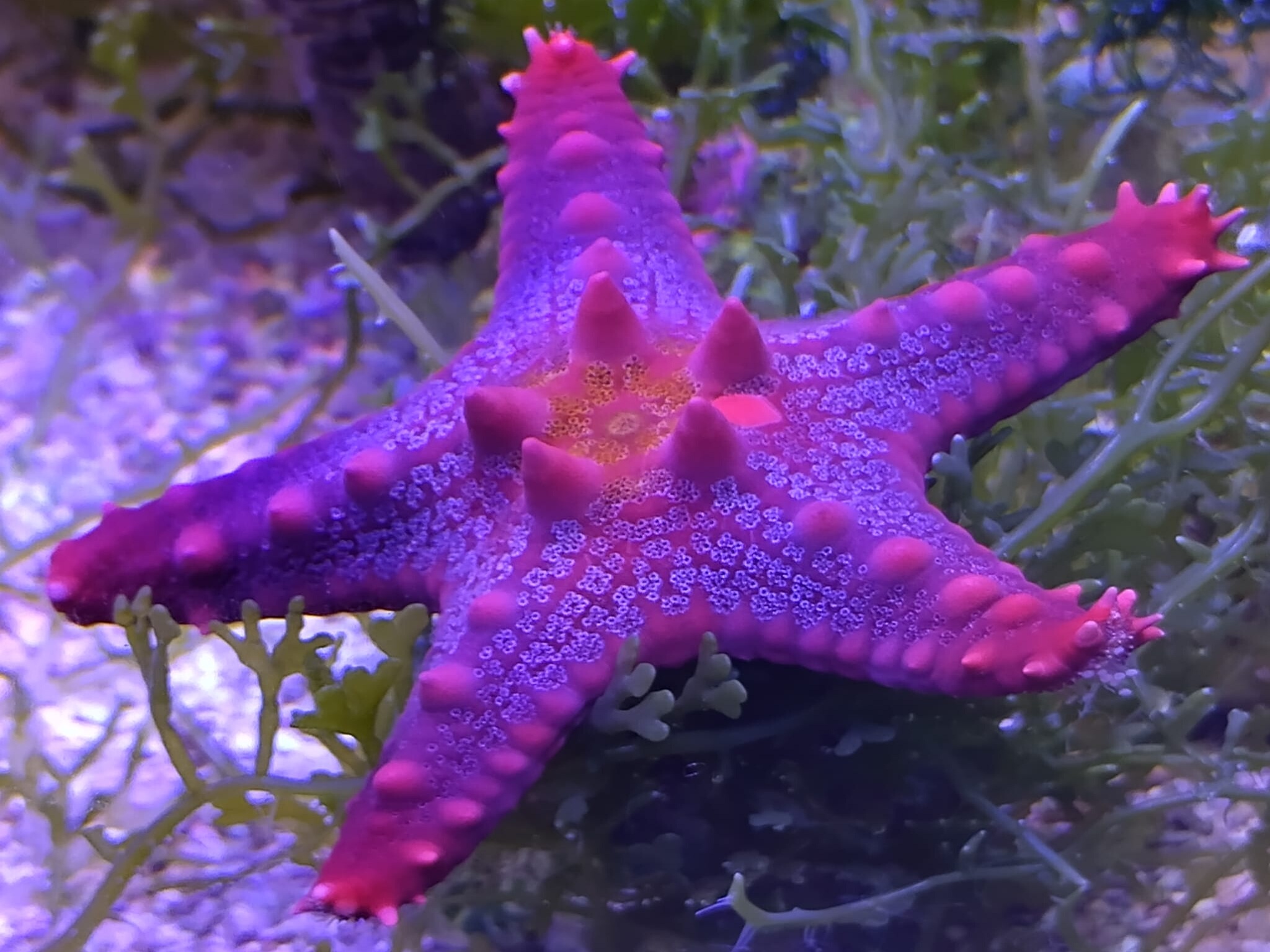 Protoreaster nodosus 02.jpeg