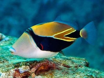 Rhinecanthus rectangulus.jpeg