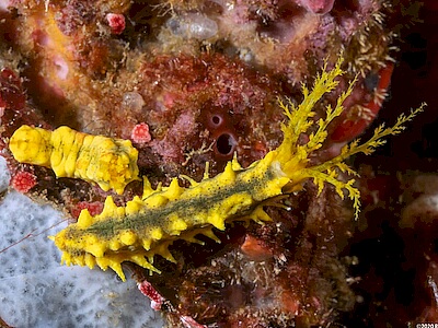 Colochirus-robustus.jpeg