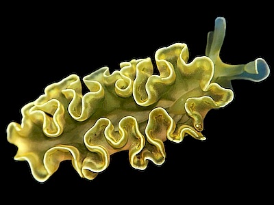 Elysia-crispata.jpeg