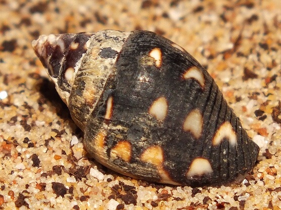 Pictocolumbella-ocellata.jpeg