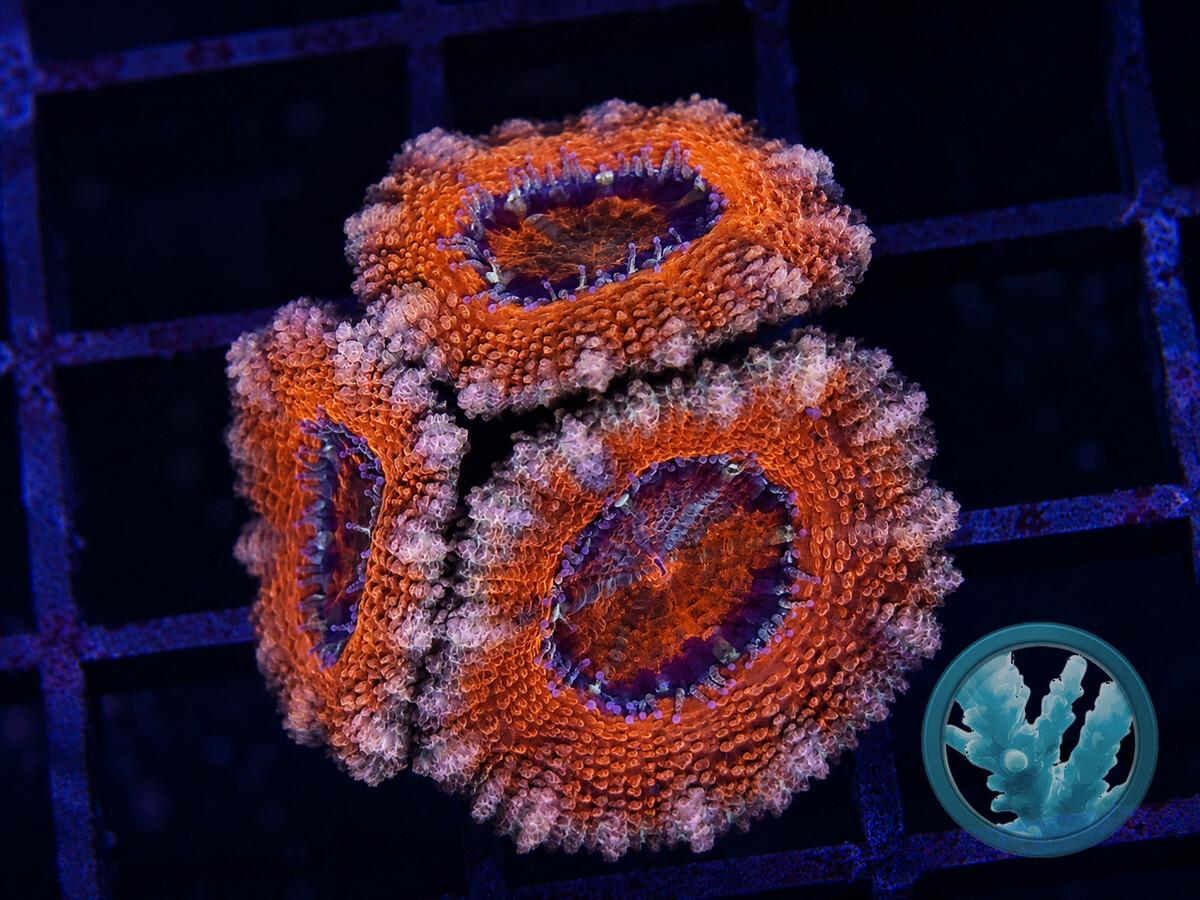 ACAN0080.jpeg