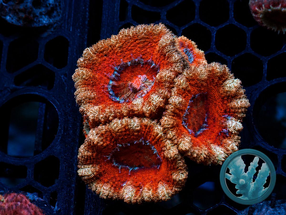 ACAN0090.jpeg