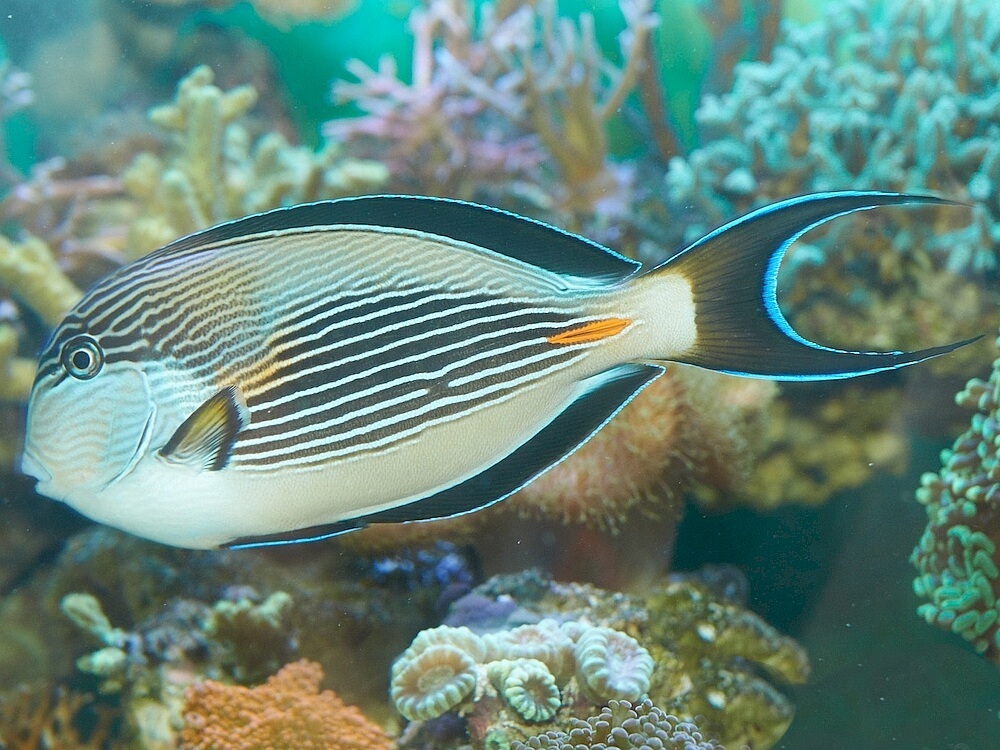 Acanthurus-sohal.jpeg