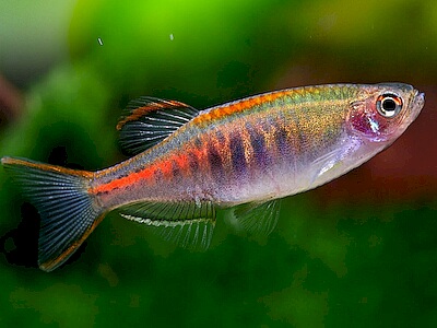 Danio choprai.jpeg