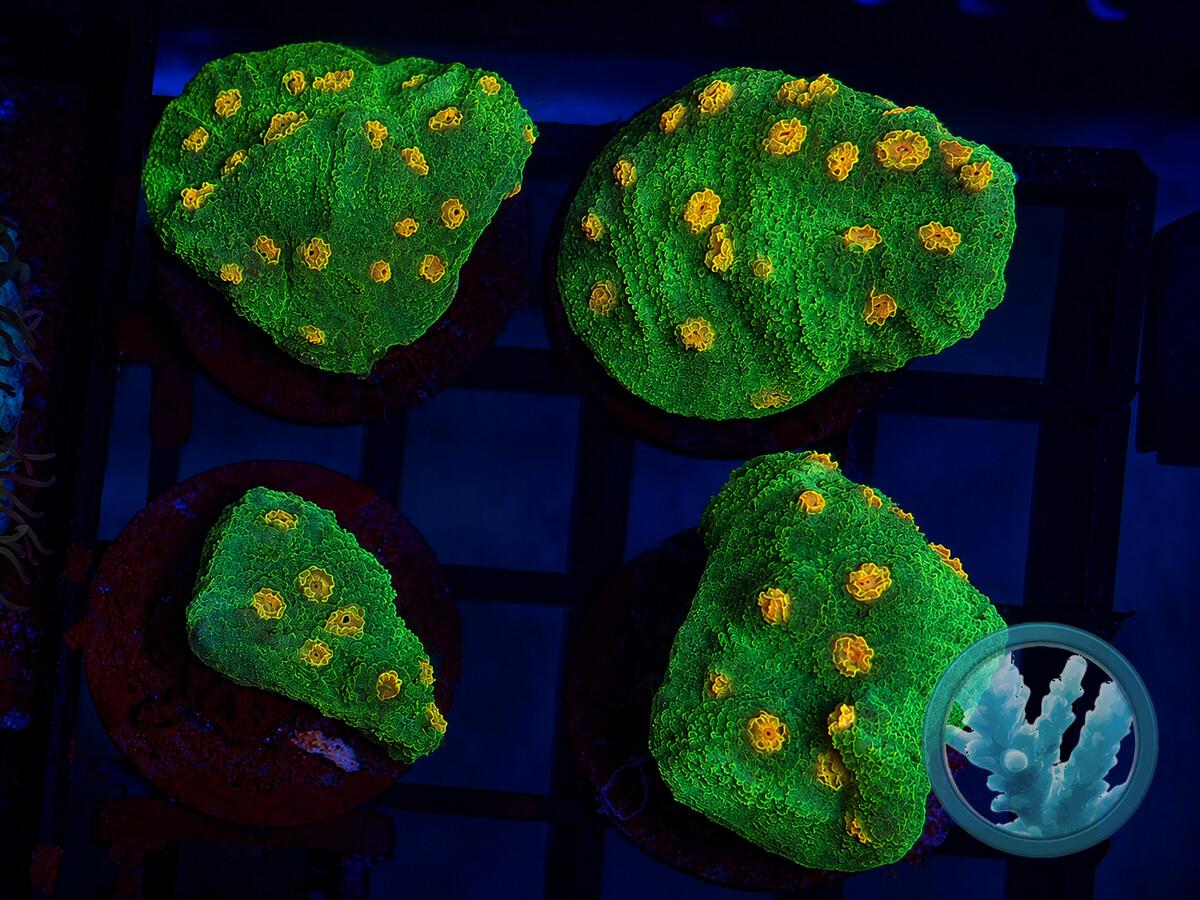 ECHI0070.jpeg