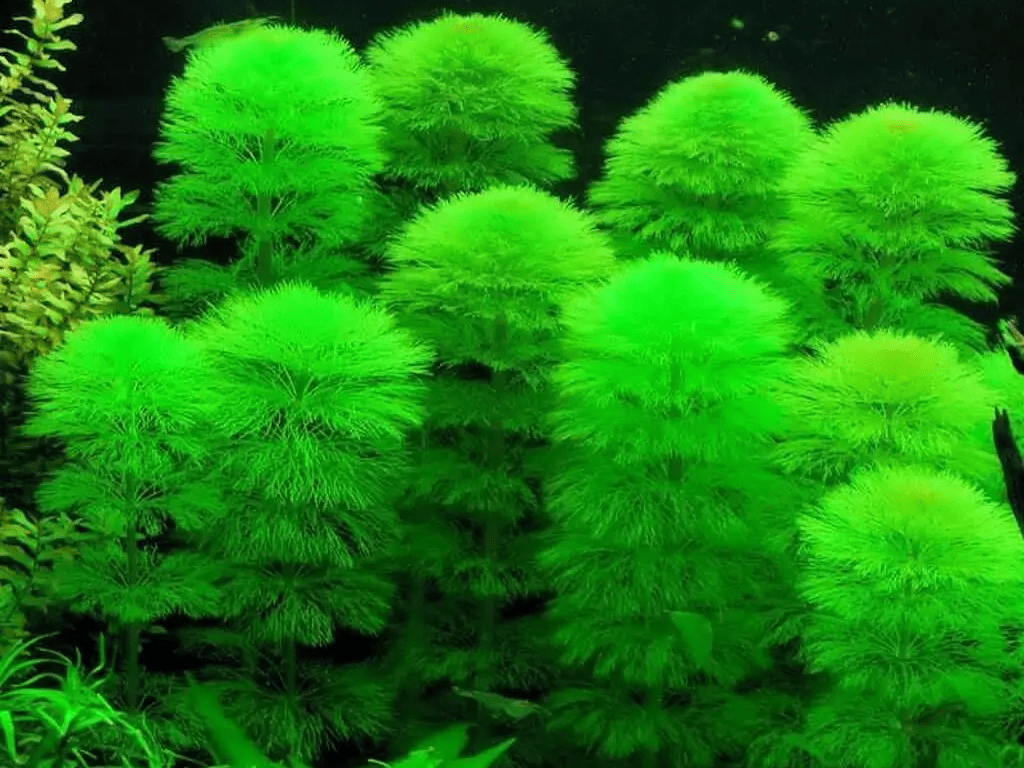 Limnophila aquatica 02.jpeg
