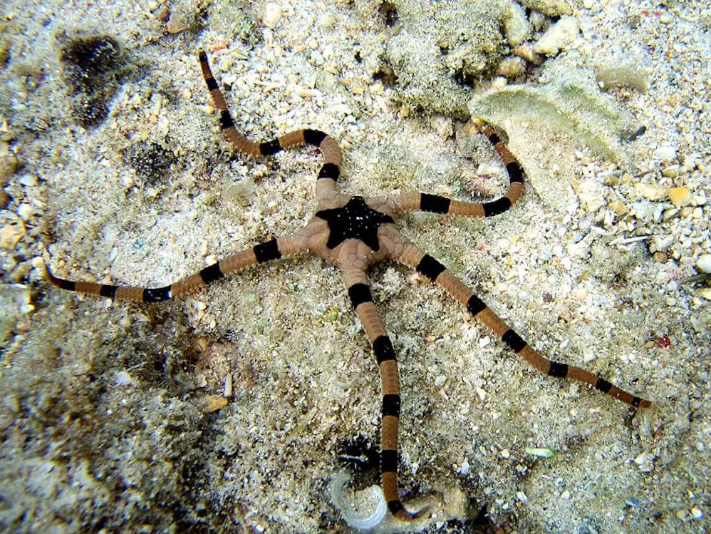 Ophioderma superba 02.webp